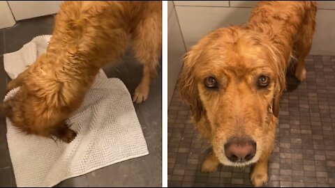 Dog Shakes Off Water And Dries Themselves After Bathing