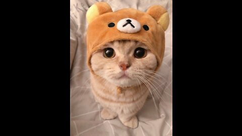 Cute 🐱 very funny