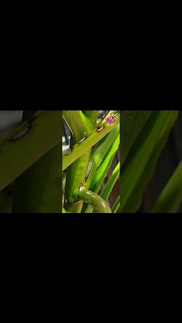 Roots, GLORIOUS ROOOTS!! #ninjaorchids #shorts #vanda #orchids #orchideen #orquideas