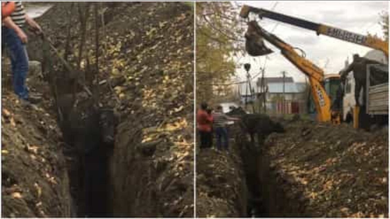 Mucca incastrata in un fosso in Russia