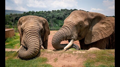 elephants playing, baby elephant, elephant baby, cute baby elephant, cute animals,