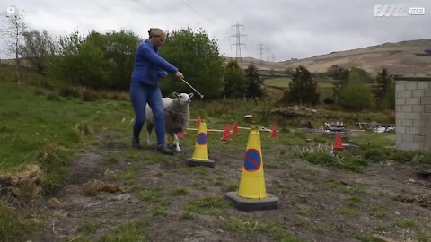 Sheep shows off fancy footwork