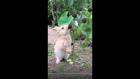 Cute Animals Compilation | Cute AnimalFriendship