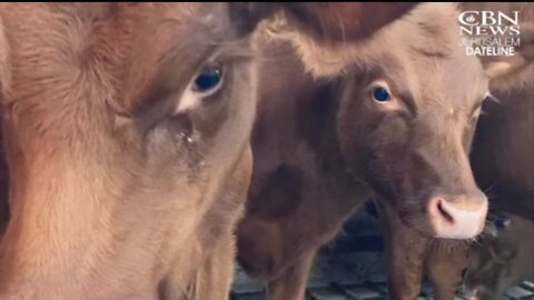 1743. PROPHECY 📜 The Red Heifers