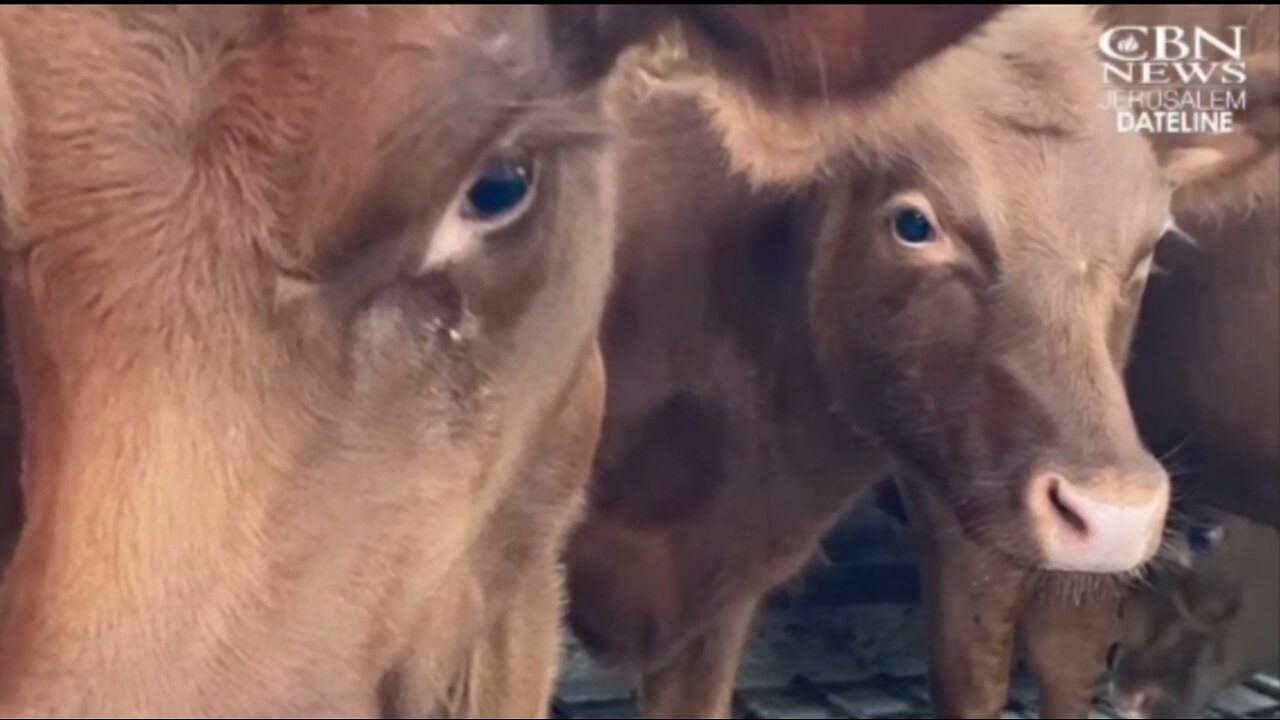 1743. PROPHECY 📜 The Red Heifers