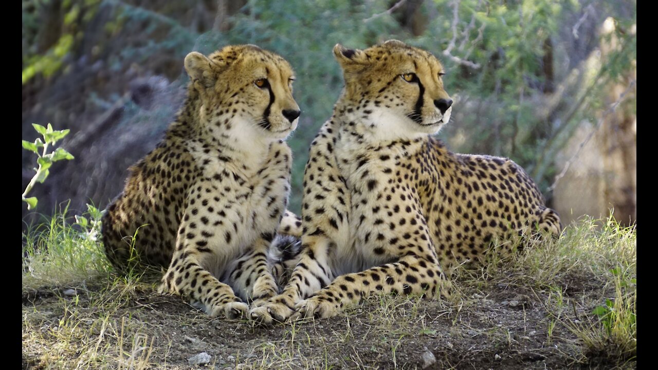 Cheetah || cheetah feline couple mammal animal nature || animals || Zoo animals || #animals