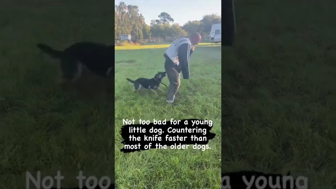 Young German Shepherd doing bite work
