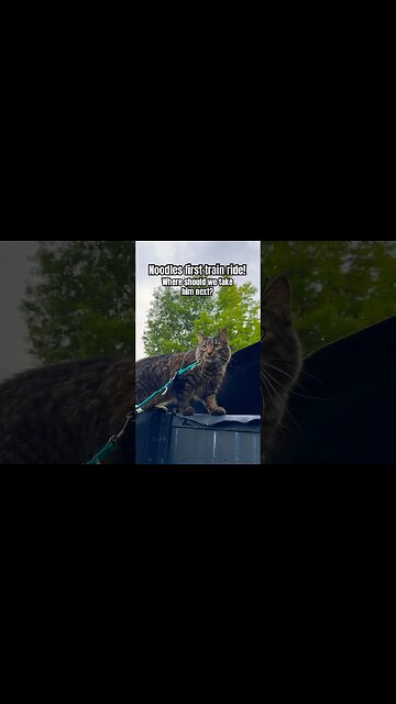 Cat climbing a train! You won’t BELIEVE IT 🙀 #shorts#cats#cute#entertainment