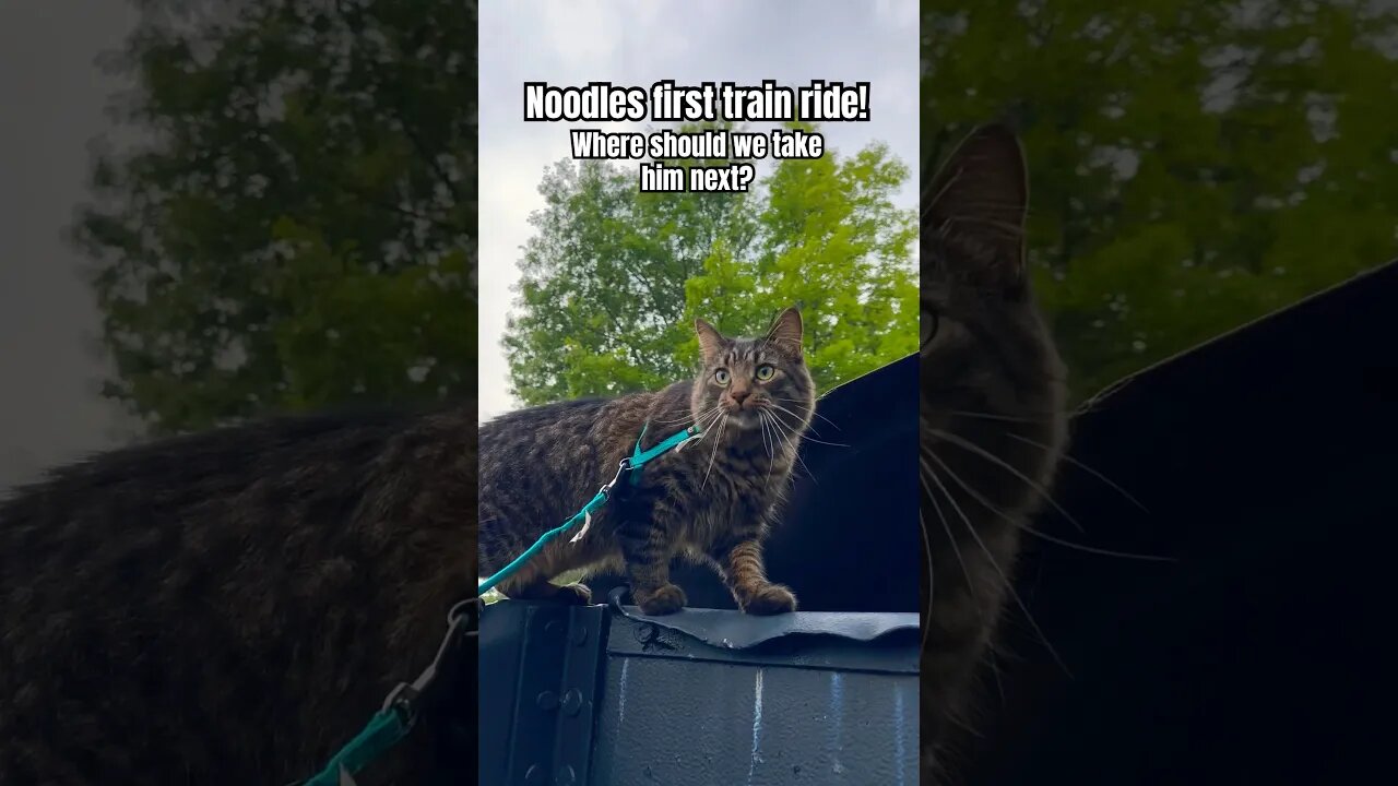 Cat climbing a train! You won’t BELIEVE IT 🙀 #shorts#cats#cute#entertainment