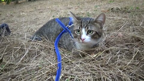 The Cat in the Hay