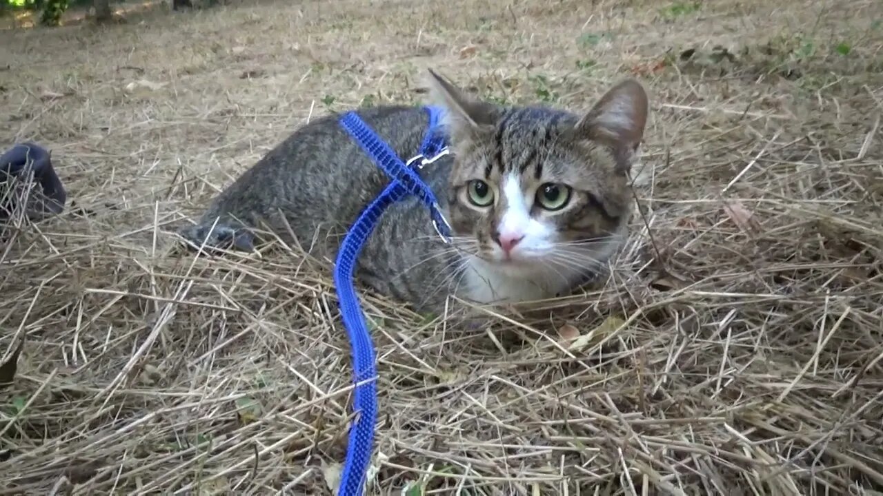 The Cat in the Hay