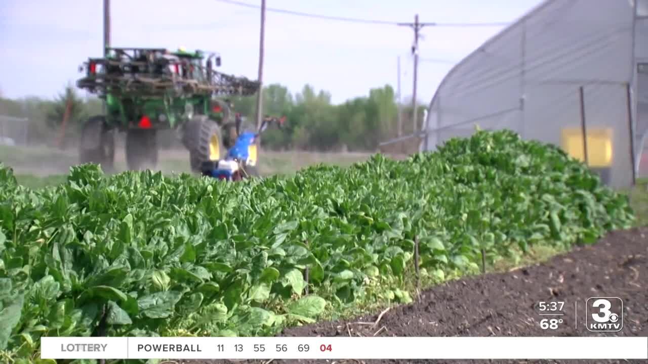 Malvern man grows organic produce to provide affordable options