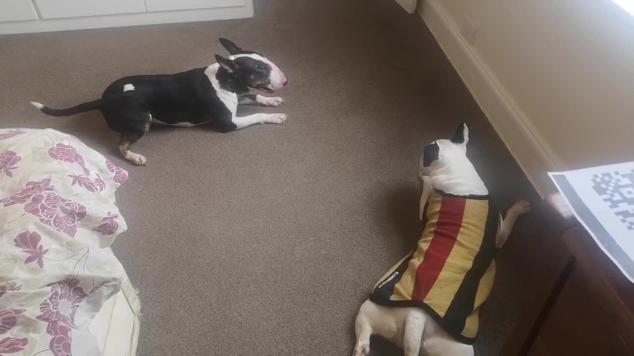 Bull terrier tries to initiate play time by spinning in circles