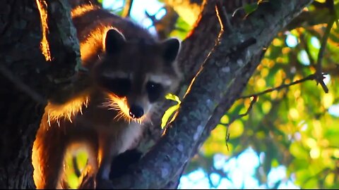 Raccoon: "Creep Up On Ya"