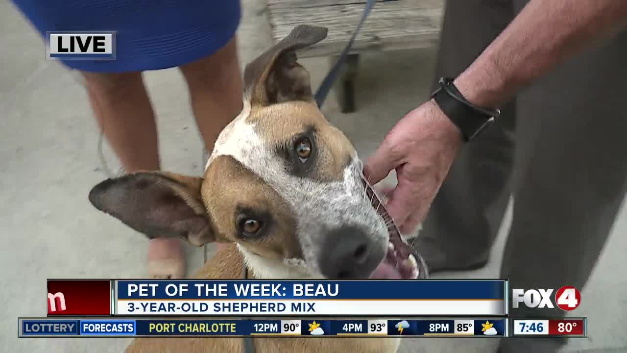Pet of the week: Beau, 3-year-old shepherd-mix