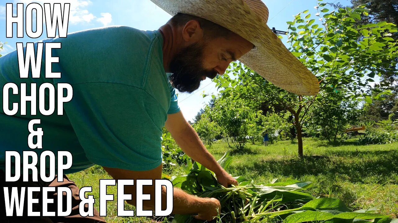 How We Chop & Drop/ Weed & Feed/ Function Stacking Organically