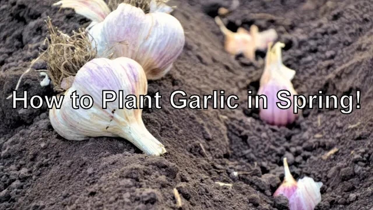 How to Plant Garlic in Spring (Yes it's Possible!)