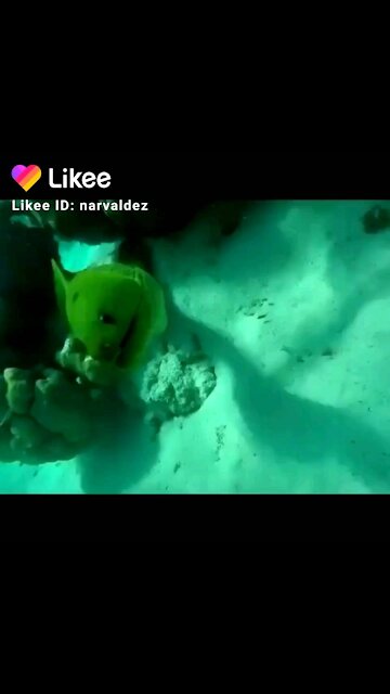 The playground aquarium un belize