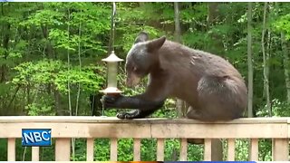 Black bear spotted in Howard and Suamico areas