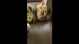 pretty kitty bengal