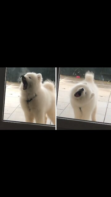 Adorable Puppy Can't Stop Licking Glass Door Panel