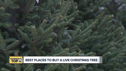 Thursday's Top 7: Best places to buy a live Christmas tree