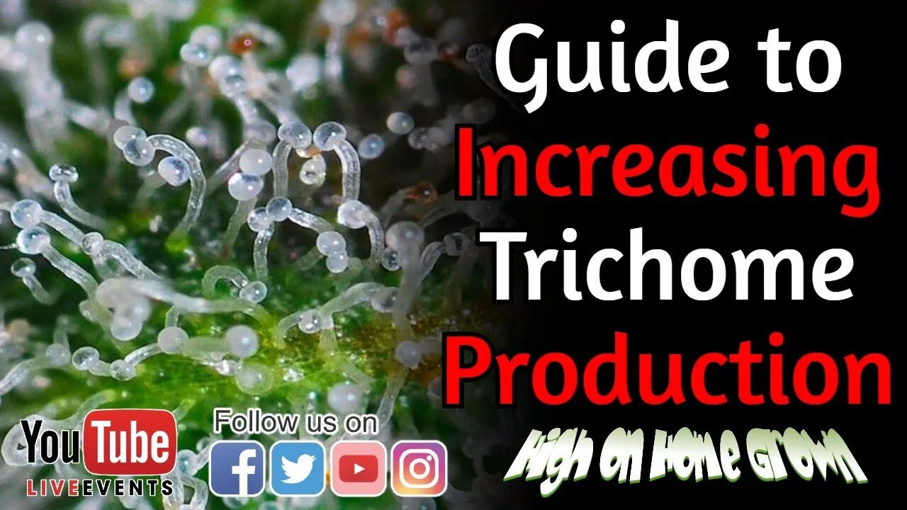 Cannabis News | Maximizing Trichome Production | @HighonHomeGrown Episode 146