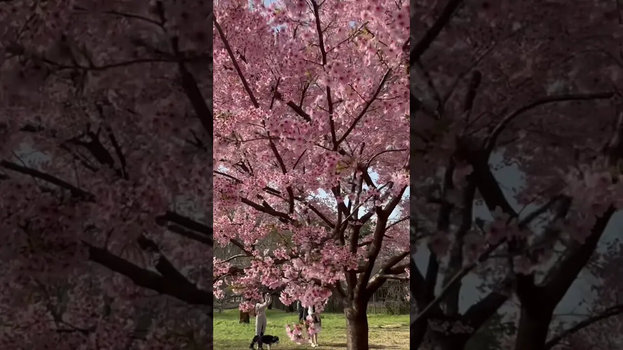 Spring in Tokyo Japan - Cherry blossoms #lovejapan #japan #japaneseculture