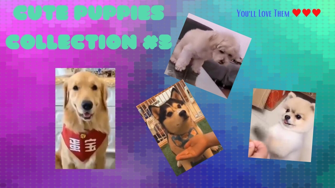 Cute Puppies ♥♥♥ LOL ♥♥♥ Cute Funny and Smart Dogs collection #3 | CoolCraft