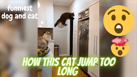 🤣Funniest 🐶 Dogs and 😻 how this cat jump so long !!!