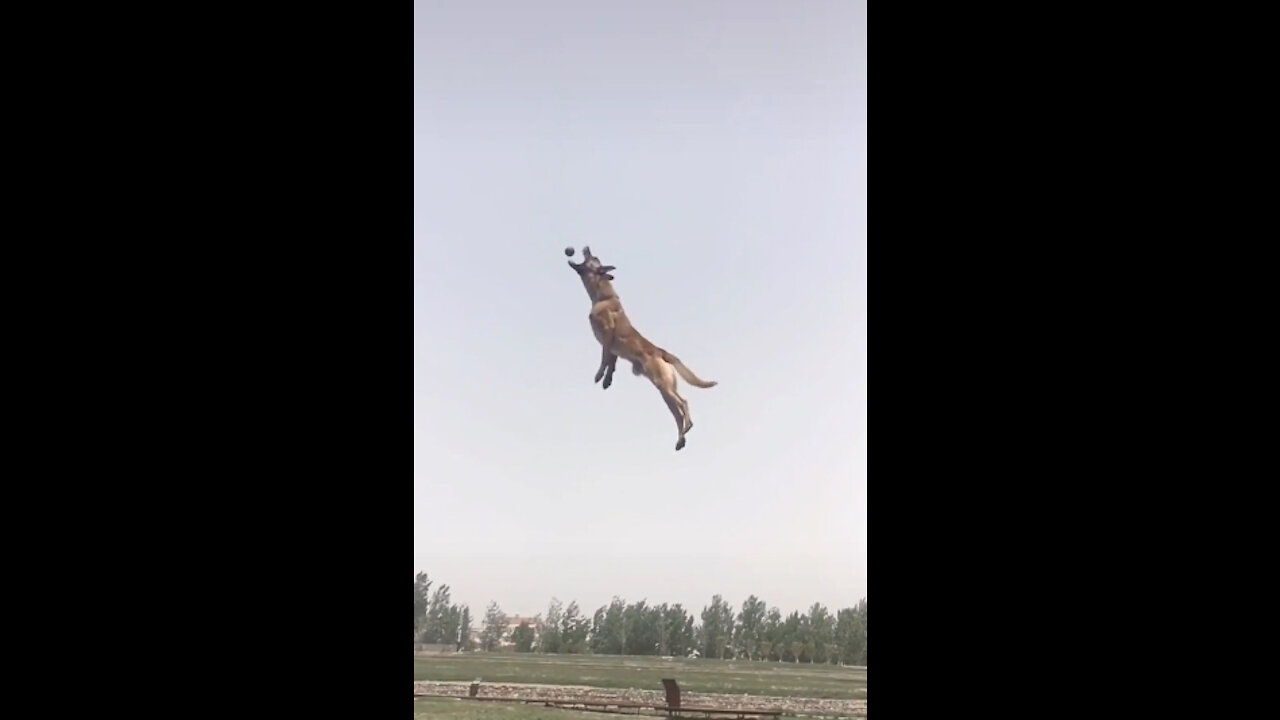 Superdog