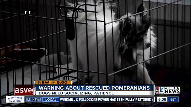 Rescued Pomeranians not a good fit for some families