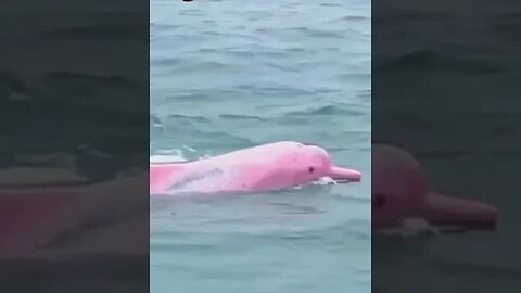 Ever Seen A Pink Dolphin? #short #shorts