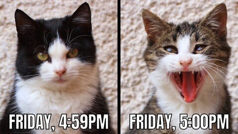 Tuesday ramblings, and no f@cking tacos