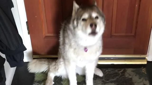 Husky literally prevents owner from going to work