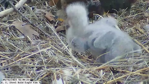 USS Bald Eagle Cam 1 4-16-23 @ 16:09 USS 6 chip off the old block moving grass