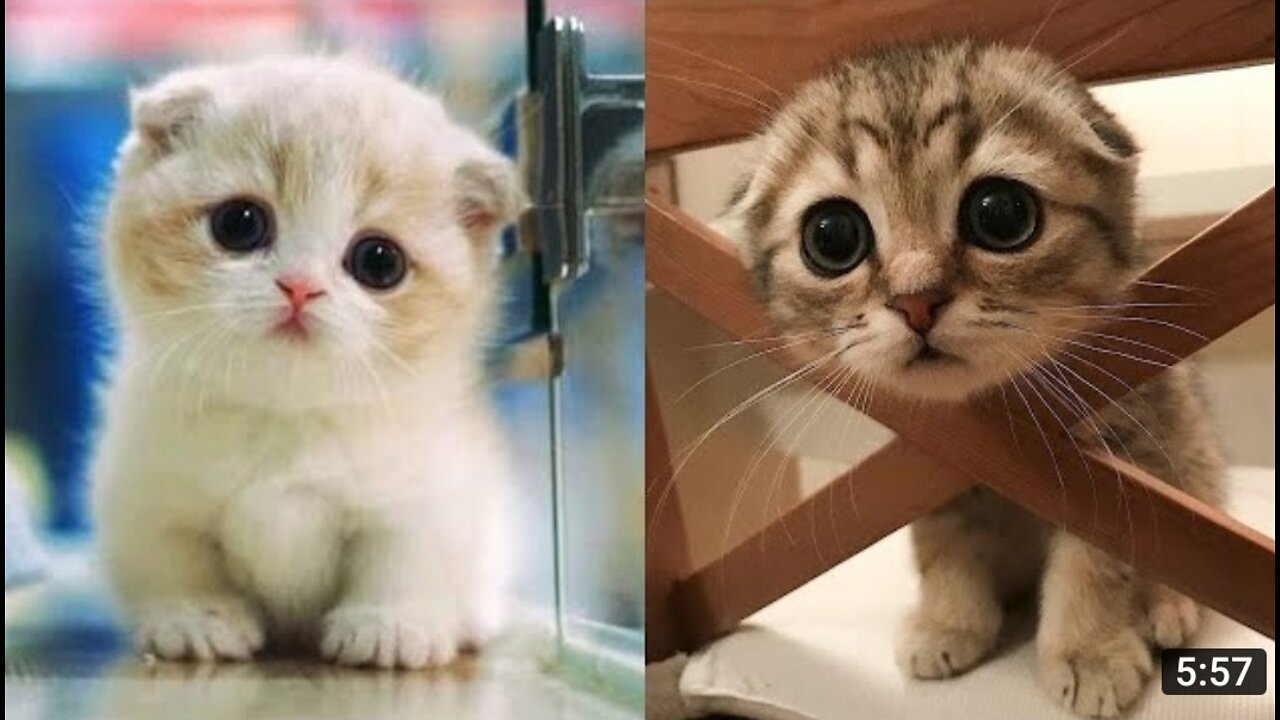 Cute cats and kittens 😍😍😍