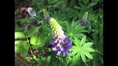 Wolf Beans Lupine June 2022