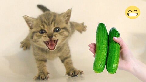 Funniest Animals 2023 🤣 Best Funny Cats and Dogs 😹🐶