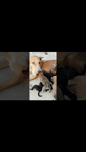 Finally rescued puppy find their mother #shorts #puppy #dog #youtubeshorts
