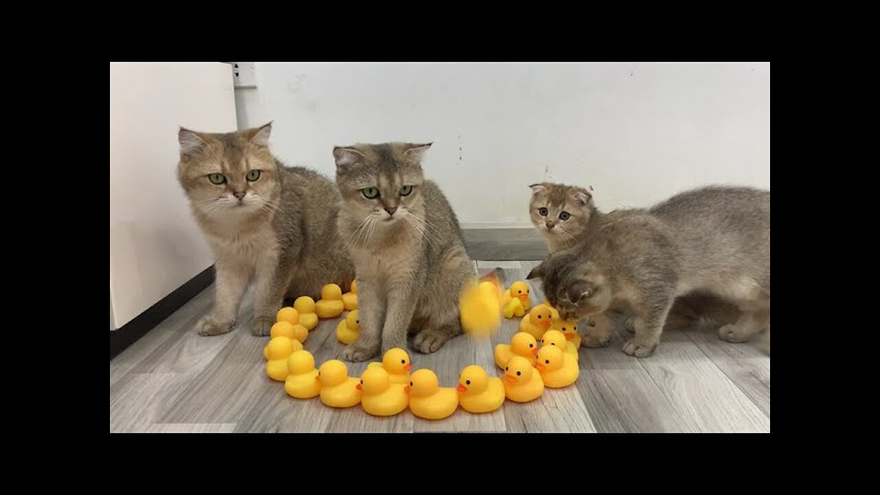 Funniest Animals π
New Funny Cats and Dogs Videos πΈπΆ Part 31