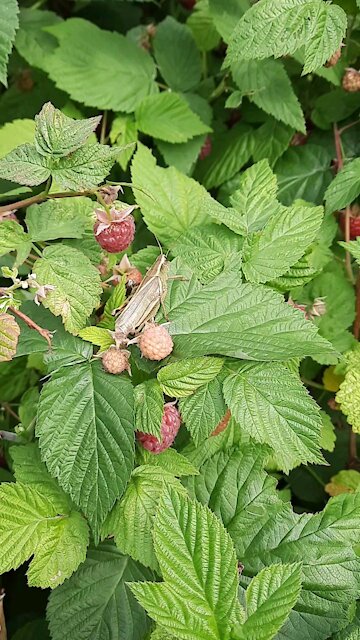 Grasshopper in the Raspberries Bush