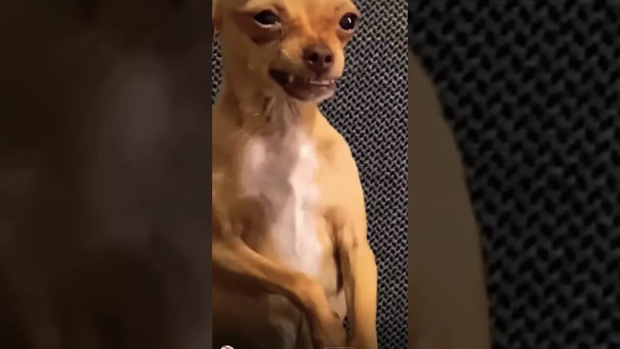 Little puppy is already crazy. So crazy and laughs 🥰 #shorts #subscribe #viral