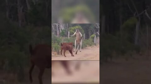 Wonderful animal. - Kangaroo is ready to kick a sheep in the face with his hair