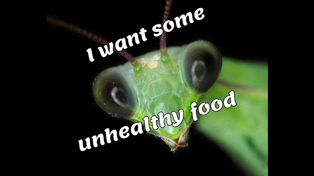 My Praying Mantis want s some unhealthy food !!!!!!!???