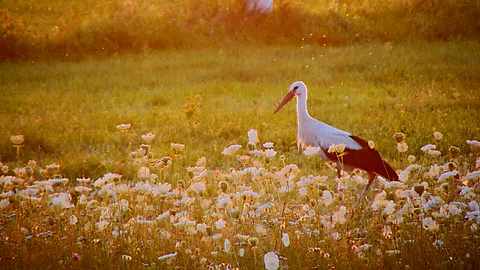 Just a stork
