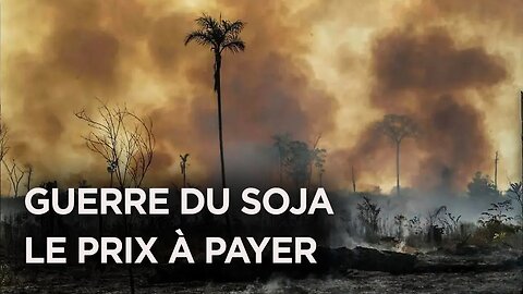 Agriculture Meurtrière - Vérité sur Les Cultures de Soja au Paraguay