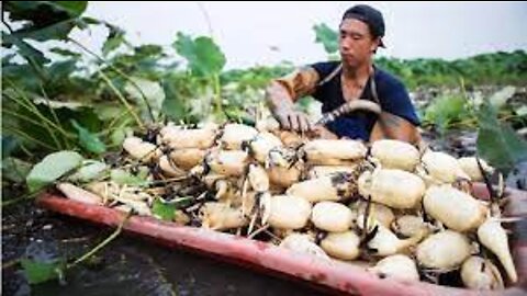 Amazing Lotus Root Harvesting - Lotus Root Cultivation Technique - Lotus Root Processing Factory
