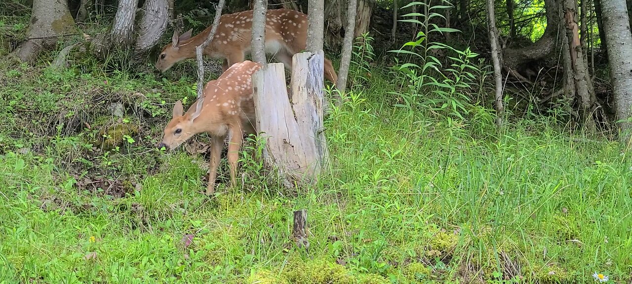 Mother deer out with her fawns