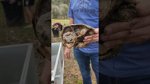 Common Snapping Turtle in our creek #farmlife #turtleguy
